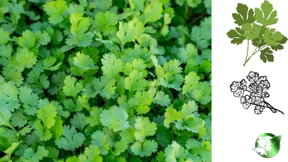 Frozen Coriander quality, format, and packaging should be matched to the buyer’s target application.